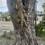 Muzyczne podróże. Floryda / Joanna Dąbek