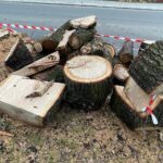 17.02.2022. Kielce. Ulica Turystyczna. Wycięty dąb / Wiktor Taszłow / Radio Kielce