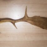 05.02.2022. Poroża / Marcel Scholz/Facebook