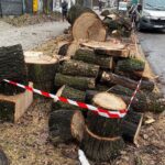 17.02.2022. Kielce. Ulica Turystyczna. Wycięty dąb / Wiktor Taszłow / Radio Kielce