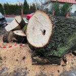 17.02.2022. Kielce. Ulica Turystyczna. Wycięty dąb / Wiktor Taszłow / Radio Kielce