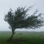 wichura wiatr / OSP Niewachlów