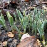 Przebiśniegi. / Fot Radio Kielce