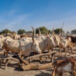 Sudan Południowy / Picasa / Mirosław Lubarski