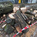 17.02.2022. Kielce. Ulica Turystyczna. Wycięty dąb / Wiktor Taszłow / Radio Kielce