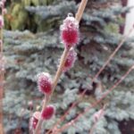 Wierzba / Kamil Oliwkiewicz / Stowarzyszenie „Nasz Region Ponidzie”