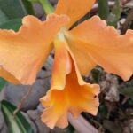 Kostaryka / Danuta Rasała