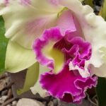 Kostaryka / Danuta Rasała