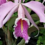 Kostaryka / Danuta Rasała