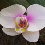 Kostaryka / Danuta Rasała