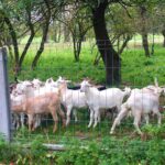 Farma Jaga. Bogucice Drugie / Farma Jaga