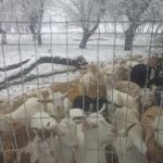 Farma Jaga. Bogucice Drugie / Farma Jaga