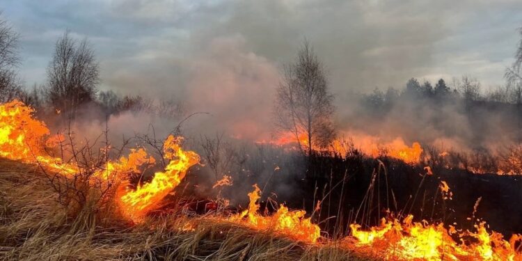 pożar traw / OSP KSRG Piekoszów