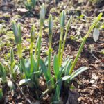 Kielce. Ogród botaniczny / Fot. Geonatura Kielce - Ogród Botaniczny w Kielcach / Facebook