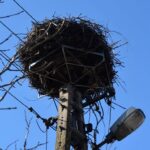 10.03.2022. Bodzentyn. Montaż metalowej konstrukcji podtrzymującej bocianie gniazdo przez PGE Skarżysko na słupie energetycznym przy ul. Suchedniowskiej / Urszula Oettingen / Facebook