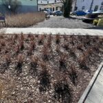 23.03.2022. Kielce. Porządkowanie rabat kwiatowych / Wiktor Taszłow / Radio Kielce