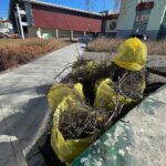 23.03.2022. Kielce. Porządkowanie rabat kwiatowych / Wiktor Taszłow / Radio Kielce