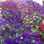 Bratki / Agrocentrum Kielce