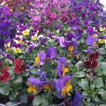 Bratki / Agrocentrum Kielce