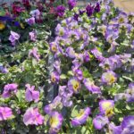 Bratki / Agrocentrum Kielce