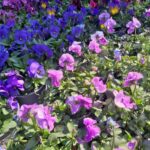 Bratki / Agrocentrum Kielce