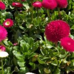 Stokrotki / Agrocentrum Kielce