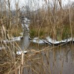 09.03.2022. Rzegocin. Wycinka drzew pod budowę farmy fotowoltaicznej / Elżbieta Szymelfenig