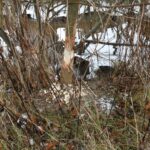 09.03.2022. Rzegocin. Wycinka drzew pod budowę farmy fotowoltaicznej / Elżbieta Szymelfenig