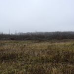 09.03.2022. Rzegocin. Wycinka drzew pod budowę farmy fotowoltaicznej / Elżbieta Szymelfenig