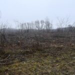 09.03.2022. Rzegocin. Wycinka drzew pod budowę farmy fotowoltaicznej / Elżbieta Szymelfenig