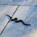 Żmija zygzakowata znaleziona na jednej z posesji w Bilczy / Sebastian Król / OSP Bilcza