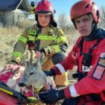 02.03.2022. Pińczów. Strażacy uratowali sarnę, która przymarzła do stawu / Komenda Powiatowa Państwowej Straży Pożarnej w Pińczowie