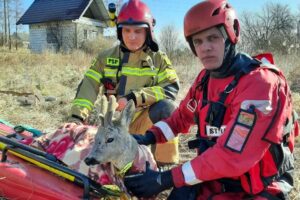 02.03.2022. Pińczów. Strażacy uratowali sarnę, która przymarzła do stawu / Komenda Powiatowa Państwowej Straży Pożarnej w Pińczowie