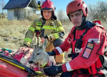 02.03.2022. Pińczów. Strażacy uratowali sarnę, która przymarzła do stawu / Komenda Powiatowa Państwowej Straży Pożarnej w Pińczowie