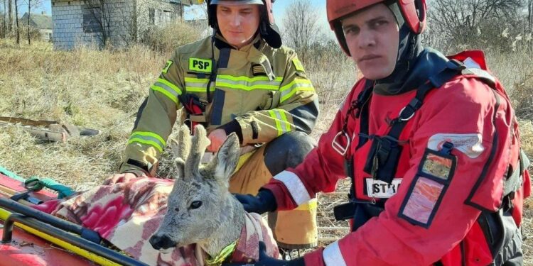 02.03.2022. Pińczów. Strażacy uratowali sarnę, która przymarzła do stawu / Komenda Powiatowa Państwowej Straży Pożarnej w Pińczowie