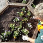 29.03.2022. Kielce. Sadzenie bratków na ul. Sienkiewicza / Jarosław Kubalski / Radio Kielce