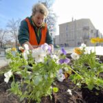 29.03.2022. Kielce. Sadzenie bratków na ul. Sienkiewicza / Jarosław Kubalski / Radio Kielce