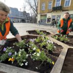 29.03.2022. Kielce. Sadzenie bratków na ul. Sienkiewicza / Jarosław Kubalski / Radio Kielce