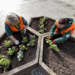 29.03.2022. Kielce. Sadzenie bratków na ul. Sienkiewicza / Jarosław Kubalski / Radio Kielce