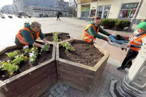 29.03.2022. Kielce. Sadzenie bratków na ul. Sienkiewicza / Jarosław Kubalski / Radio Kielce