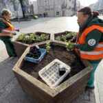 29.03.2022. Kielce. Sadzenie bratków na ul. Sienkiewicza / Jarosław Kubalski / Radio Kielce