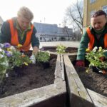 29.03.2022. Kielce. Sadzenie bratków na ul. Sienkiewicza / Jarosław Kubalski / Radio Kielce