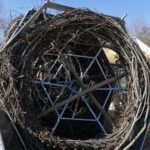 25.03.2022. Umianowice. Montowanie specjalnych platform, na których bociany będą mogły budować gniazda / Marta Gajda-Kruk / Radio Kielce