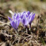 21.03.2022. Kielce. Wiosna - przyroda budzi się do życia / Wiktor Taszłow / Radio Kielce