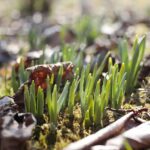 21.03.2022. Kielce. Wiosna - przyroda budzi się do życia / Wiktor Taszłow / Radio Kielce