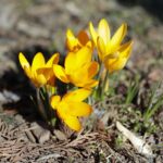 21.03.2022. Kielce. Wiosna - przyroda budzi się do życia / Wiktor Taszłow / Radio Kielce