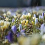 21.03.2022. Kielce. Wiosna - przyroda budzi się do życia / Wiktor Taszłow / Radio Kielce