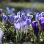 21.03.2022. Kielce. Wiosna - przyroda budzi się do życia / Wiktor Taszłow / Radio Kielce