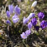 21.03.2022. Kielce. Wiosna - przyroda budzi się do życia / Wiktor Taszłow / Radio Kielce