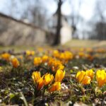 21.03.2022. Kielce. Wiosna - przyroda budzi się do życia / Wiktor Taszłow / Radio Kielce